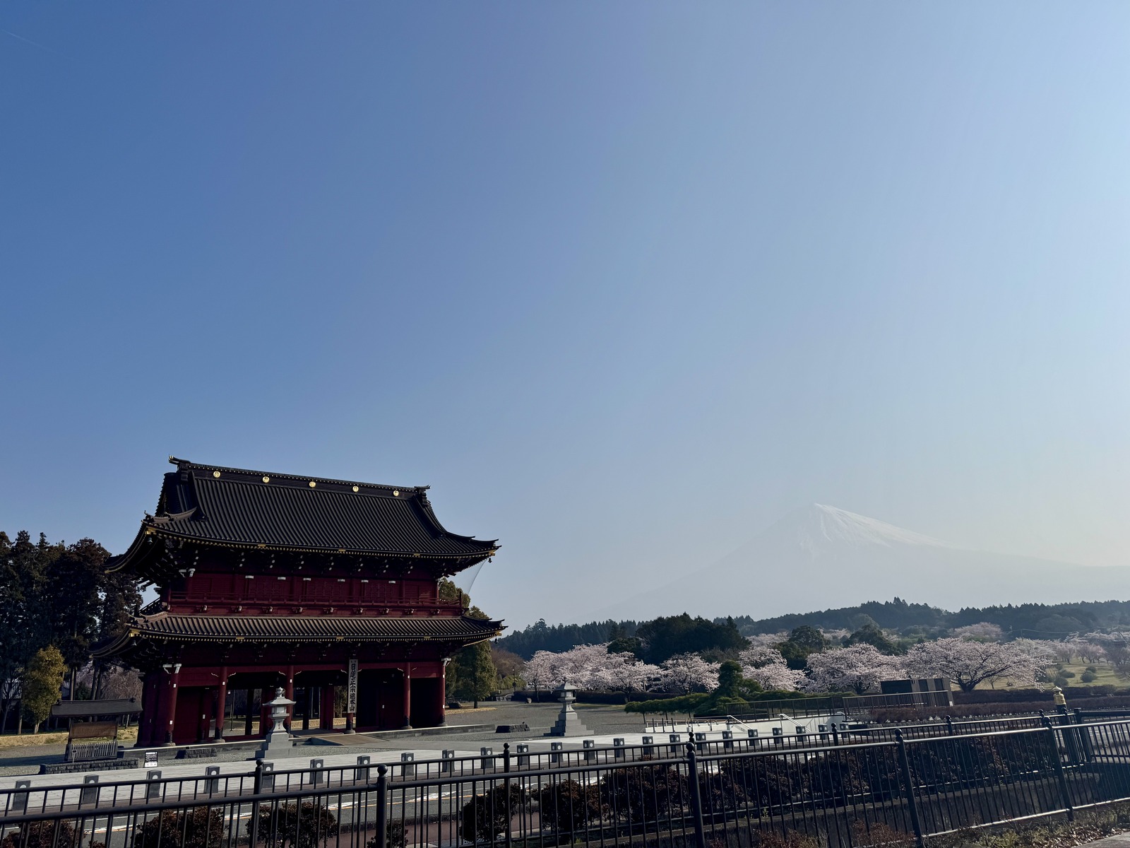 大石寺の三門と満開の桜